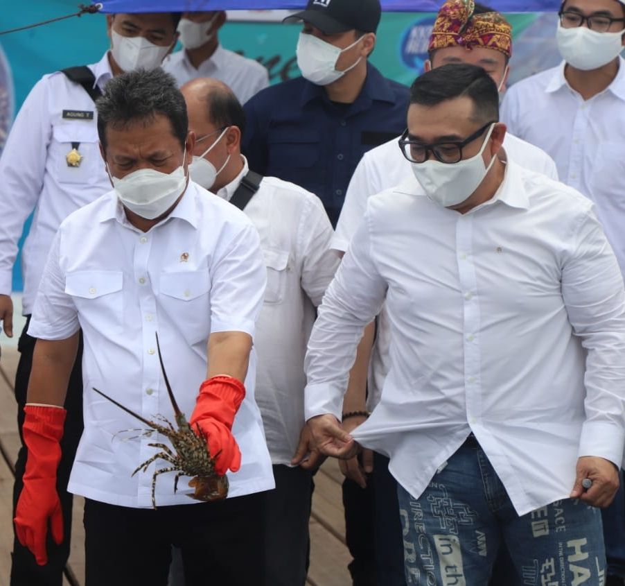 podiumnews.com-GPLI Catat Budidaya Lobster di Buleleng Capai 24 Ton Setahun